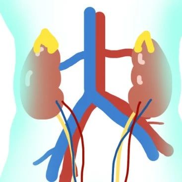 探索老年晚期CKD患者与主要心血管不良事件发生相关的蛋白质生物标志物，为其治疗提供新靶点
