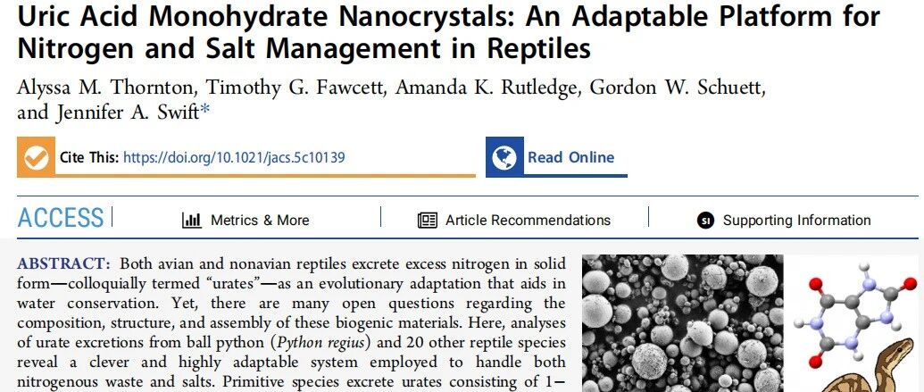 神奇蛇尿藏玄机！爬行动物尿酸盐研究为痛风治疗开辟新线索