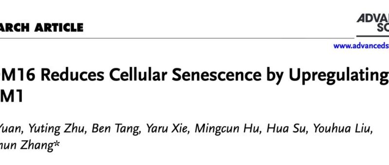 Adv Sci：张春团队揭示PRDM16在延缓肾脏衰老中的关键作用