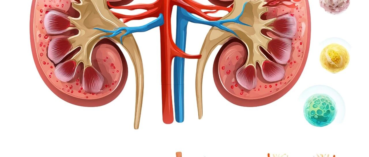 寻找最优解：狼疮肾炎的机制探索、靶向新药与跨界疗法丨APCN 2025壁报精选